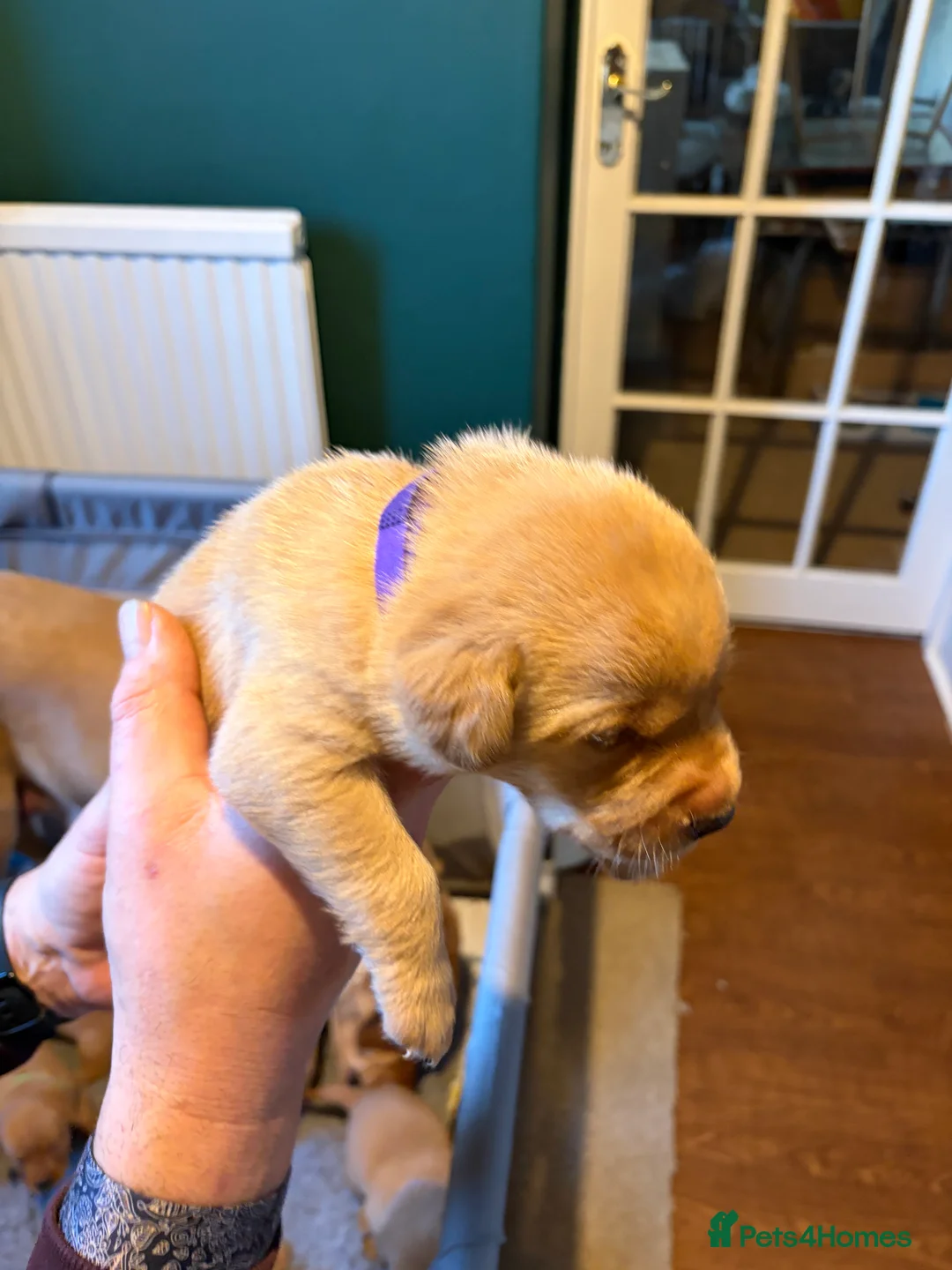 Labrador Retriever dogs for sale: Labrador  in Dorchester - Advert 16