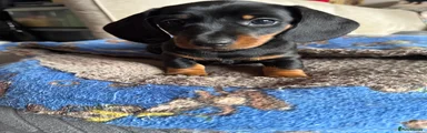 Miniature Dachshund Puppy Black and Tan