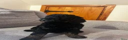 Toy Poodle dogs for sale: 1 little miniature poodle boy left  - Advert 5