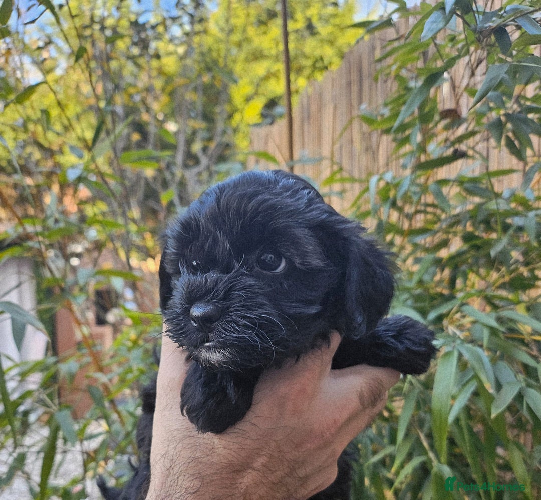 Shihpoo dogs for sale: 🌟 Adorable Shihpoo Puppies 🌟 - Image 4