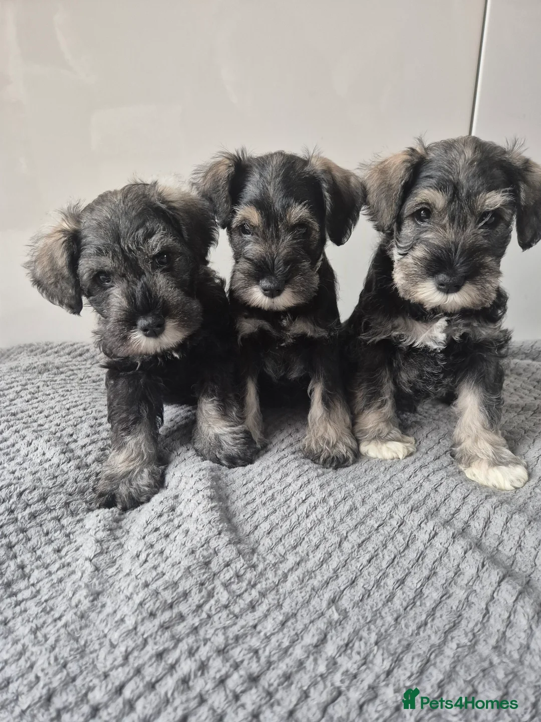 Miniature Schnauzer dogs for sale: KC Registered Miniature Schnauzer Puppies - Advert 4