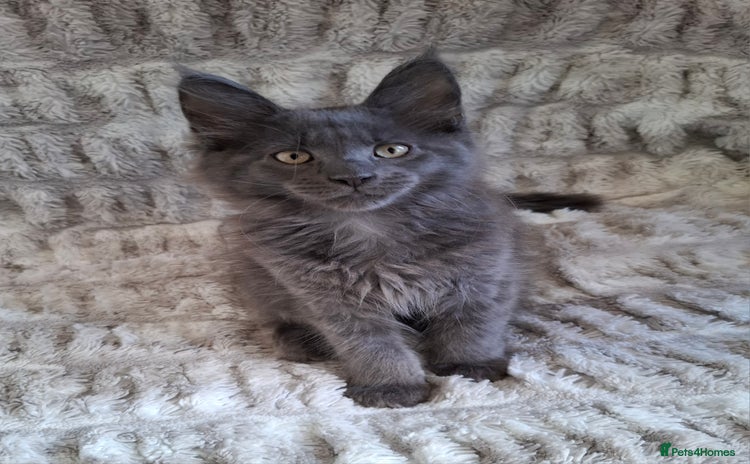 Maine Coon cats - Advert 4
