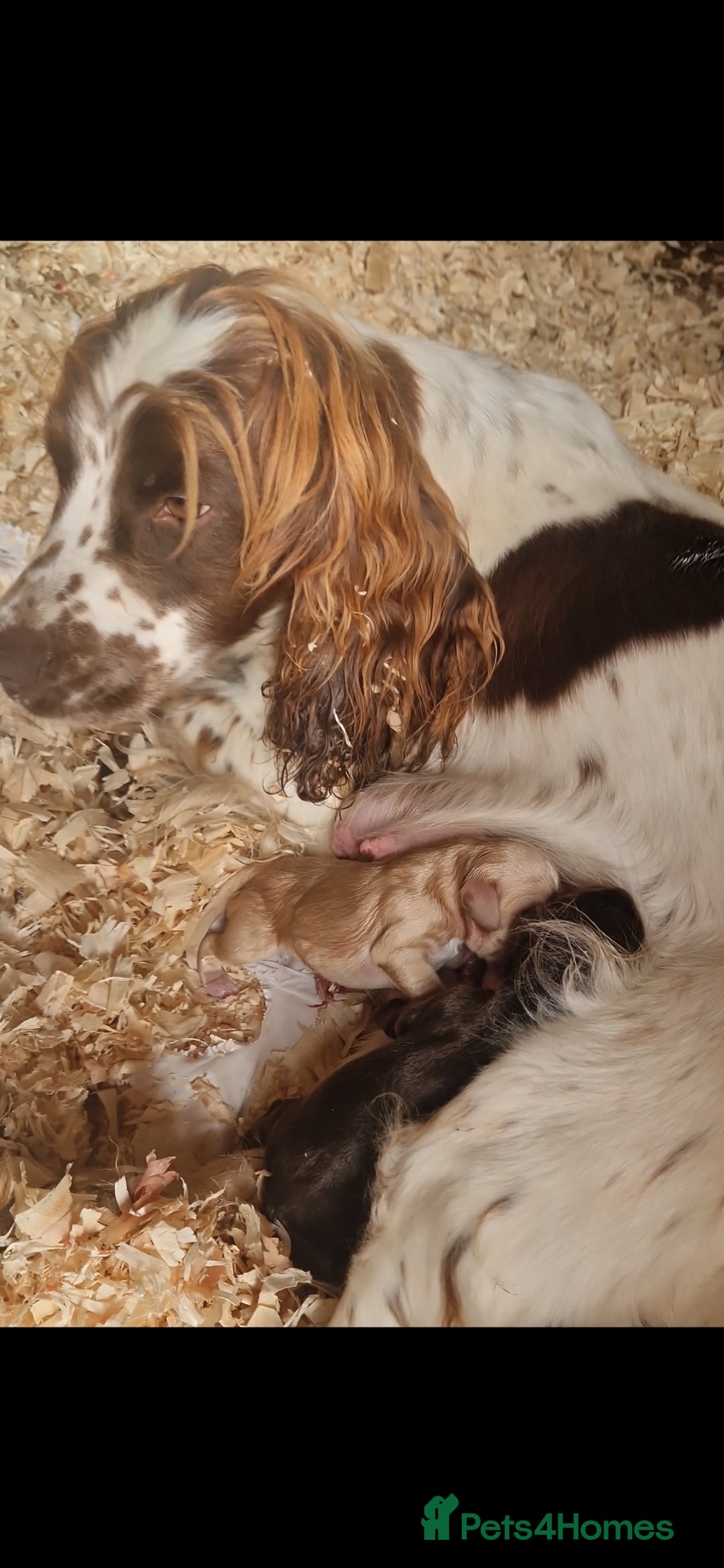 Mixed Breed dogs for sale: 2x labrador x Spaniel Puppies  - Image 10