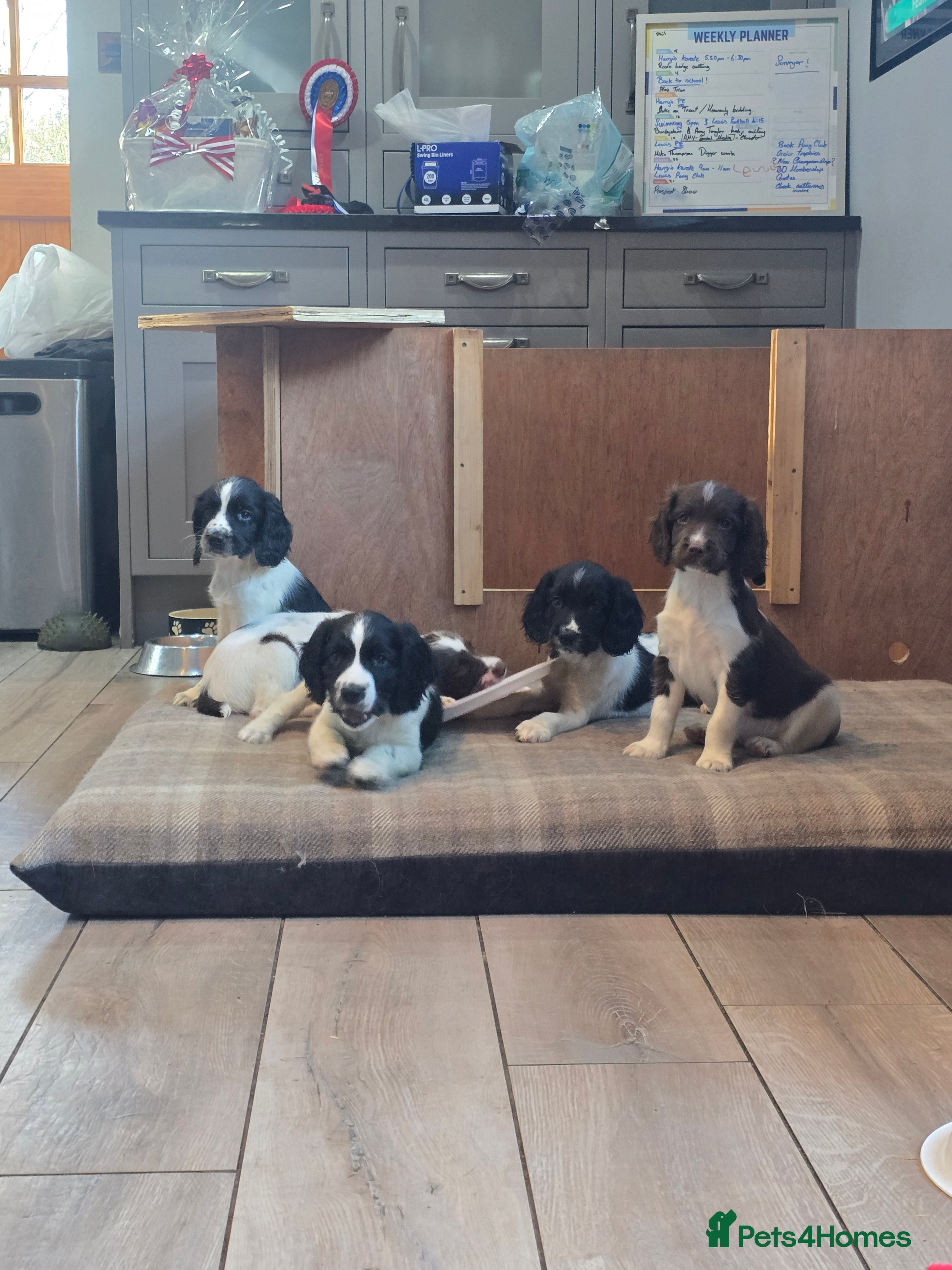 English Springer Spaniel dogs Working KC English Springer Spaniels - Advert 2