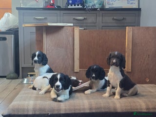 English Springer Spaniel dogs Working KC English Springer Spaniels - Advert 6