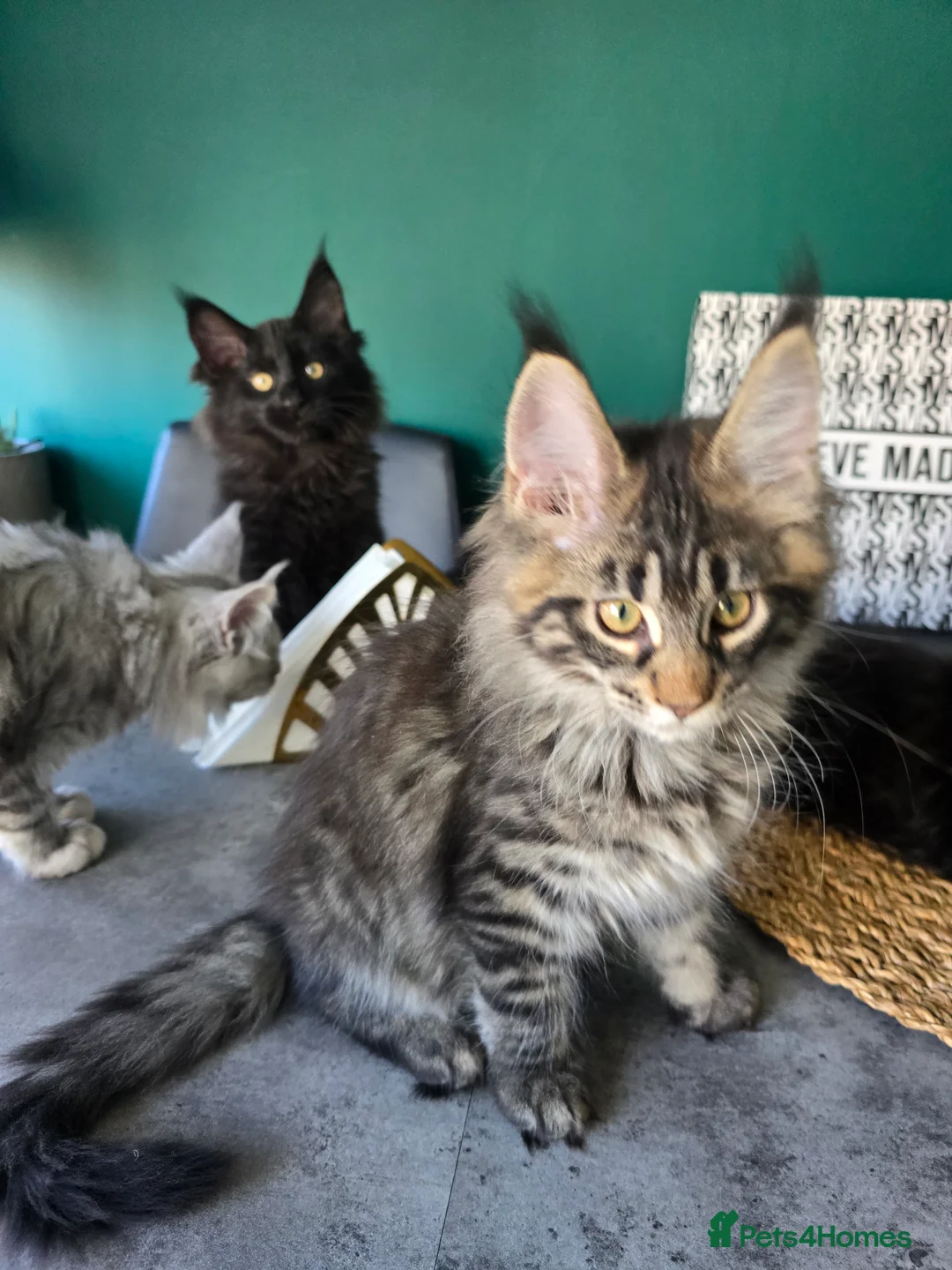 Maine Coon cats for sale: Pedigree TICA Maine Coon kittens READY  - Advert 8