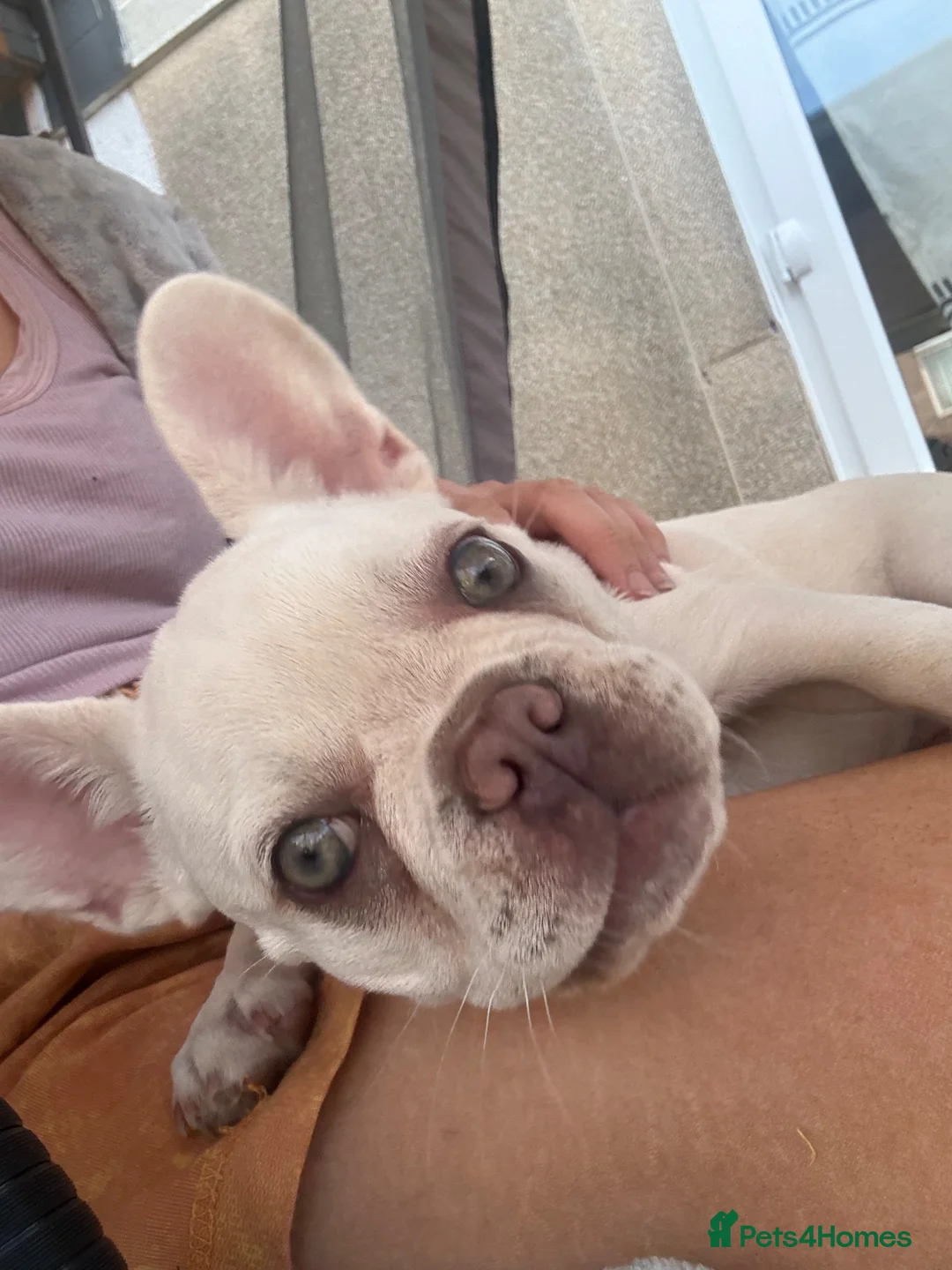 French Bulldog dogs for sale: Platinum French bulldog in Southampton - Advert 2