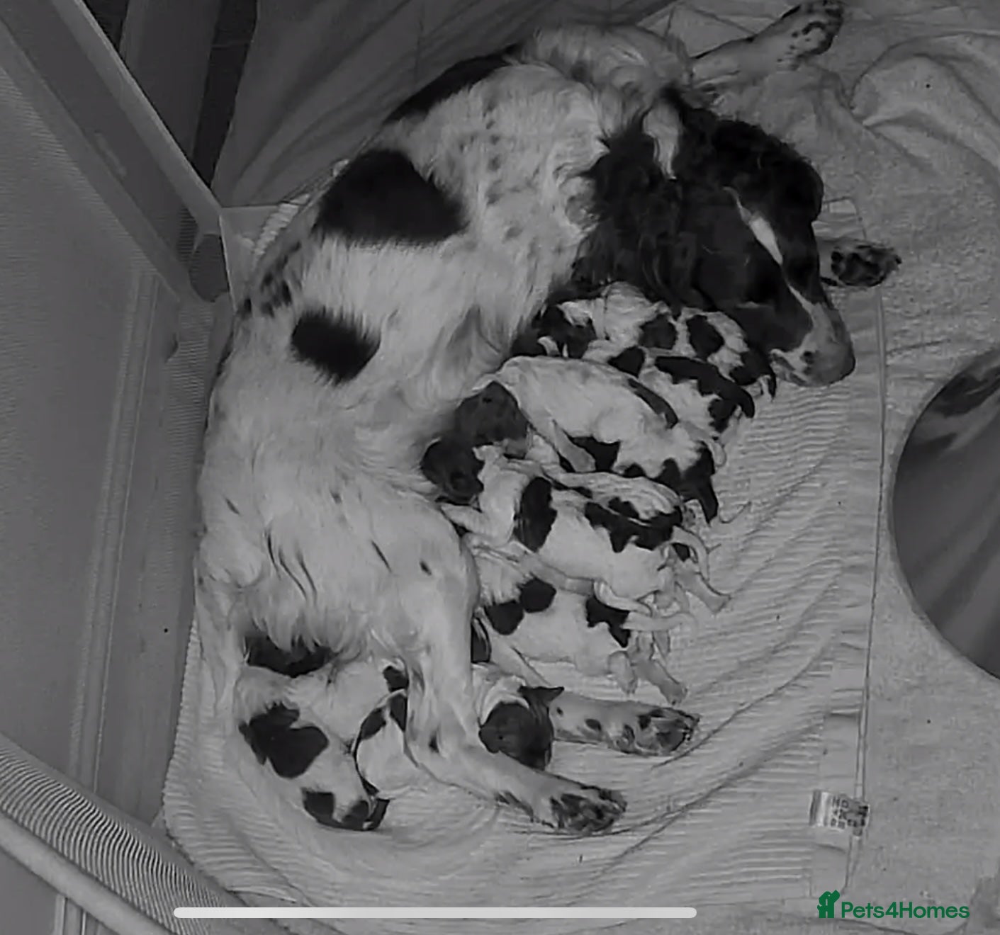 English Springer Spaniel dogs Two KC Boys Available from Litter of 11 - Advert 4