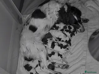 English Springer Spaniel dogs Two KC Boys Available from Litter of 11 - Advert 4