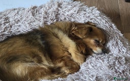 Mixed Breed dogs for adoption: 💕Suzi  - Image 4