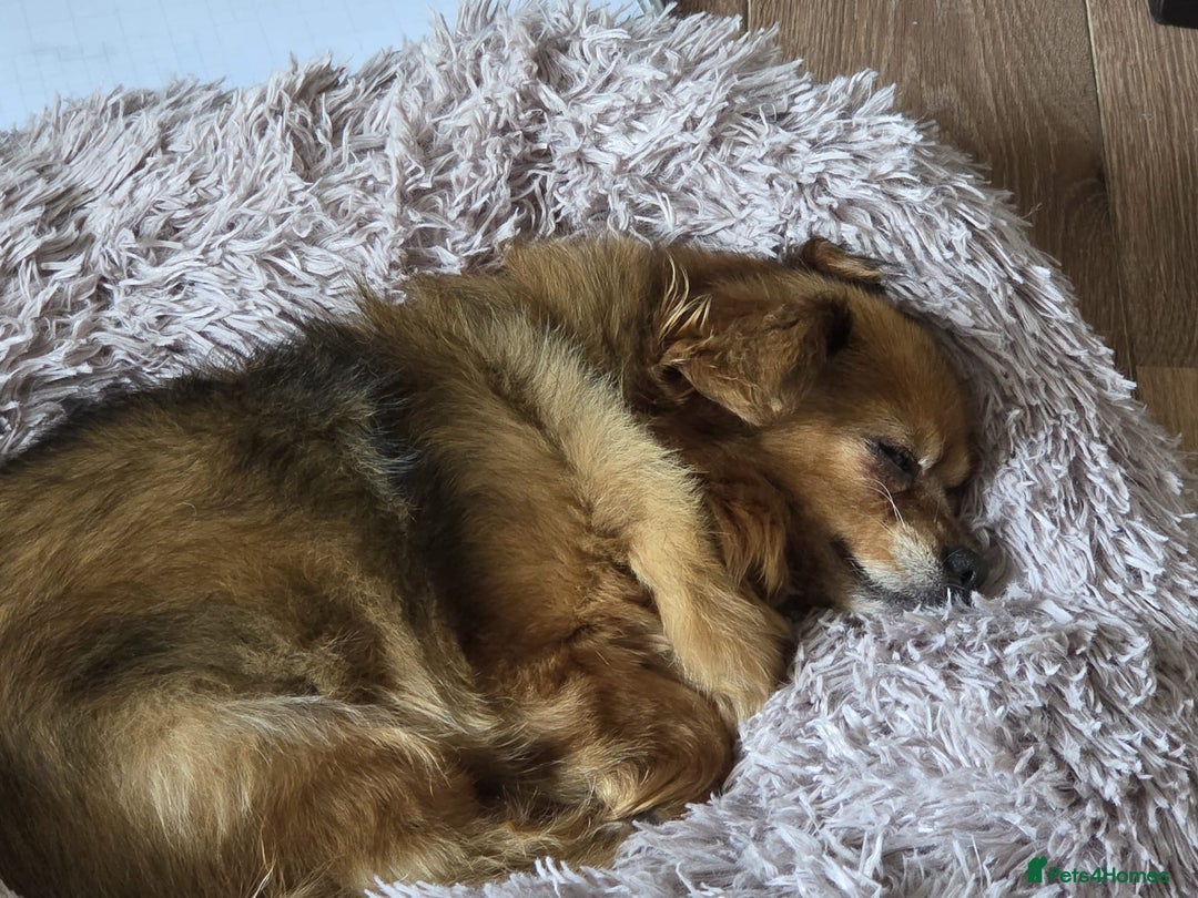 Mixed Breed dogs for adoption: 💕Suzi  - Image 4
