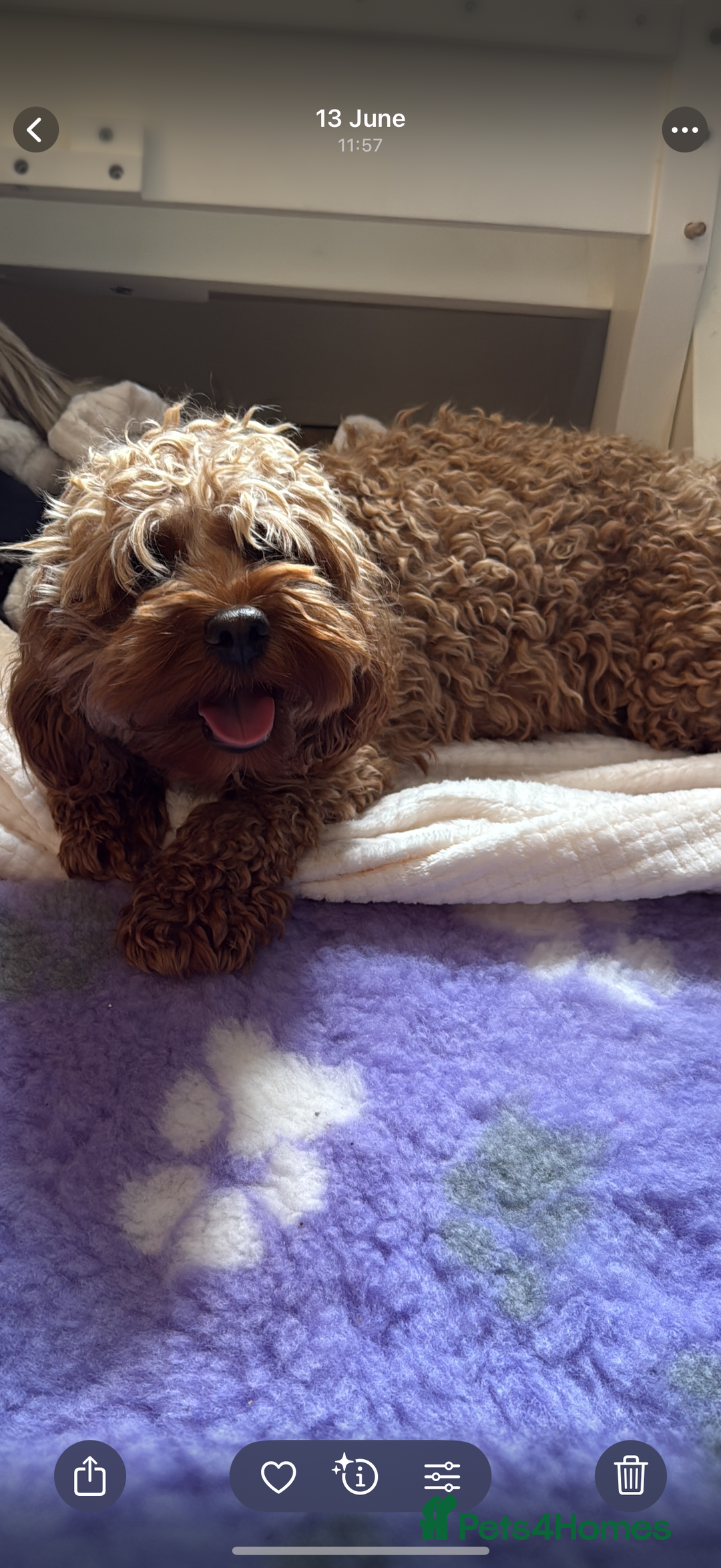 Cavapoo dogs for sale: Extensively Health Tested Apricot Cavapoo pups - Image 3