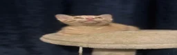 Siamese cats for sale: Siamese X British Short Hair - Advert 22