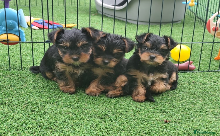 Yorkshire Terrier dogs - Advert 8