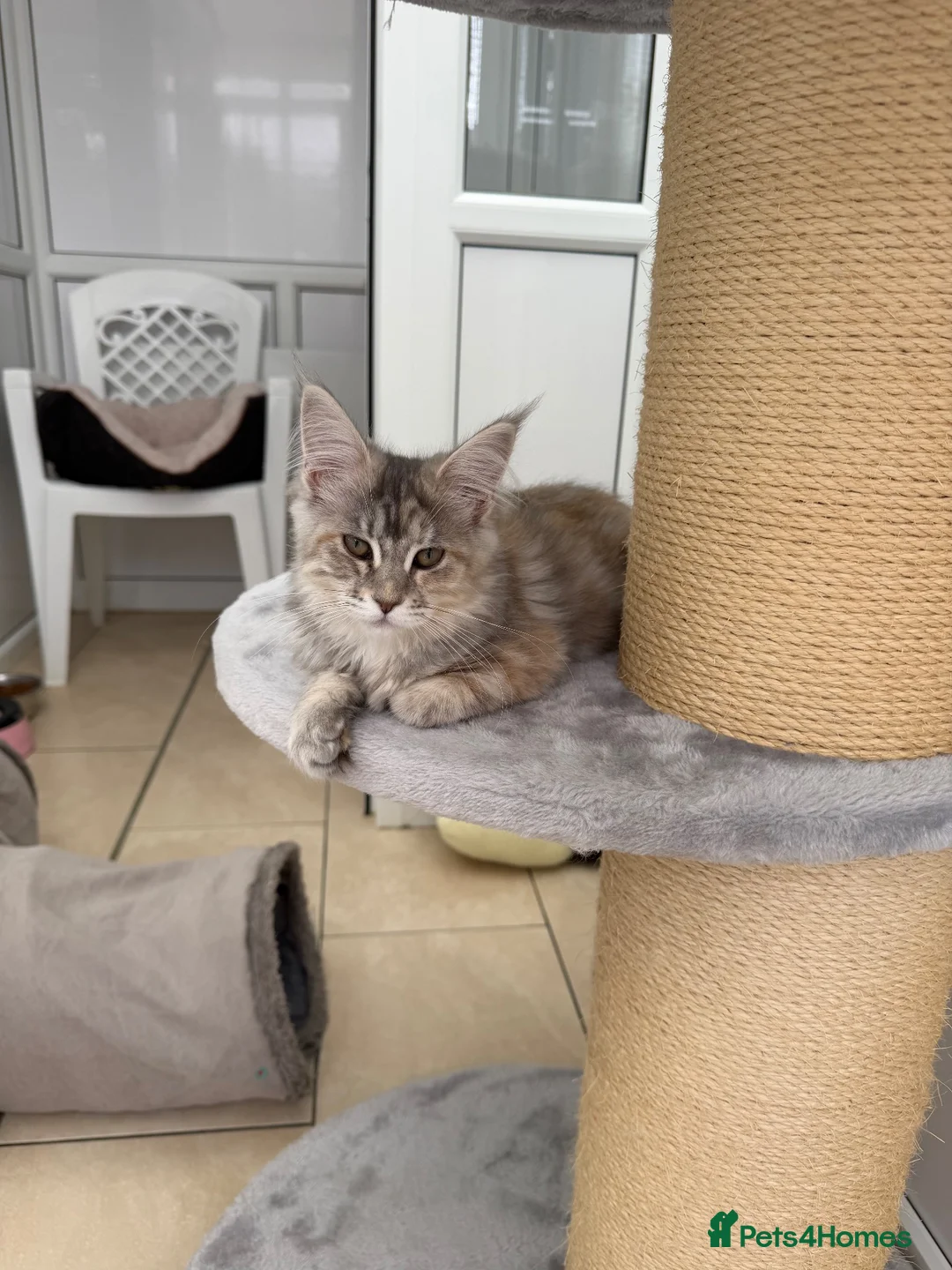 Maine Coon cats for sale: 🐾💗 TWO BEAUTIFUL MAINE COON GIRLS 🐾💗 - Advert 2