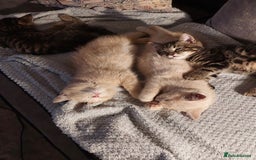 Persian cats for sale: PERSIAN MIX KITTENS 9 weeks old ready to leave.  - Image 3