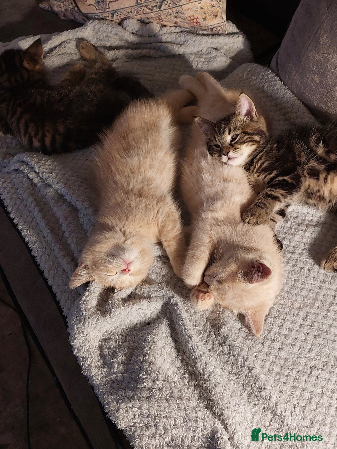 Persian cats for sale: PERSIAN MIX KITTENS 9 weeks old ready to leave.  - Image 3