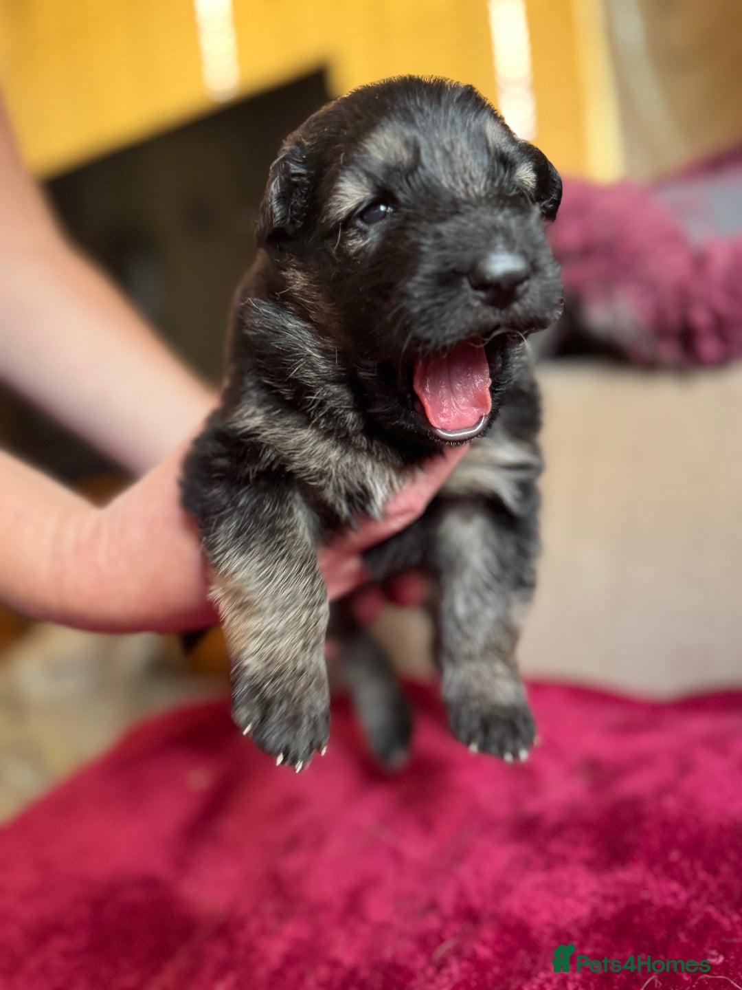 German Shepherd dogs for sale: Stunning long  German Shepherd puppies gsd pups  - Image 1