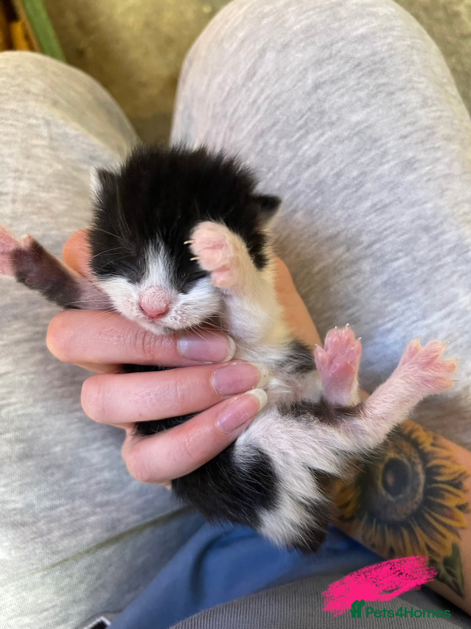 Domestic Shorthair cats Black & White kittens - Advert 1