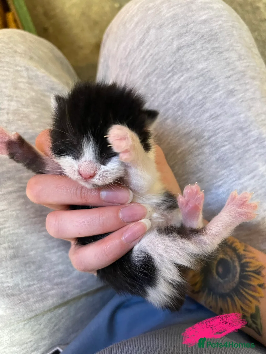 Domestic Shorthair cats for sale: Black & White kittens - Advert 1