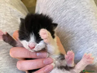 Domestic Shorthair cats Black & White kittens - Advert 1