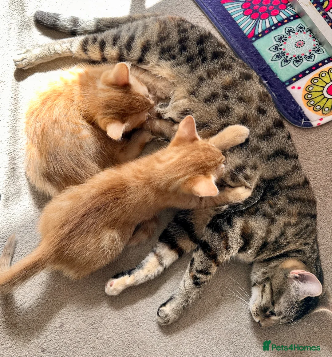 Mixed Breed cats for sale: Garfield and Timothy ginger boys  - Advert 2