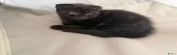Persian cats for sale: Persian grey/scottishfold kittens  in Blackwood - Advert 3