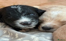 Mixed Breed dogs for sale: Bernedoodle - Image 9