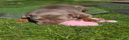 Olde English Bulldogge dogs for sale: Oldee English bulldogge  - Advert 7