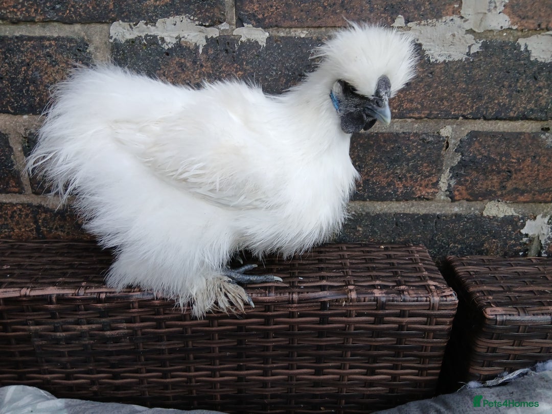 Chickens poultry for sale: Beautiful white silkie chicks  - Image 10