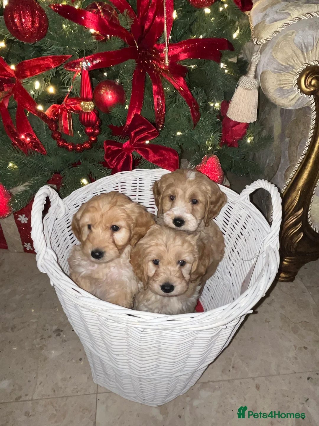 Cockapoo dogs for sale: F1 toy Cockerpoo  - Advert 9