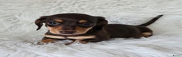 Miniature Dachshund dogs for sale: KC reg, gorgeous litter.5* Licensed. READY NOW  - Advert 11