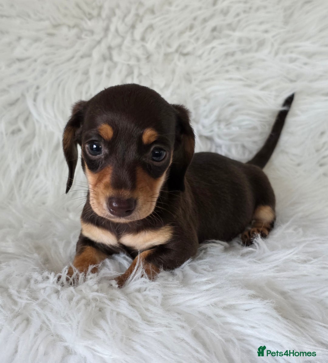 Miniature Dachshund dogs for sale: KC reg, gorgeous litter.5* Licensed. READY NOW  - Advert 11