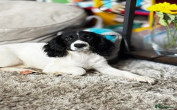 English Springer Spaniel dogs for sale: Springer spaniel girl  - Image 2