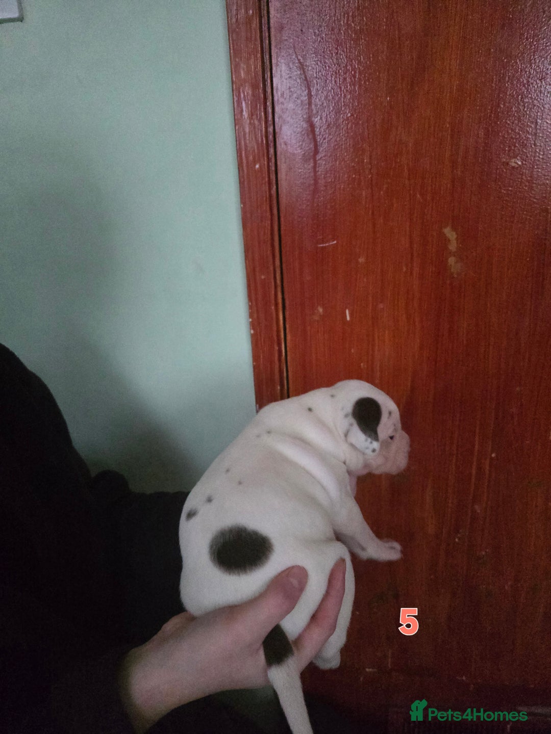 American Bully dogs for sale: Standard American bullys - Advert 11