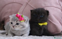 British Shorthair cats for sale: 🎄 British Shorthair - Ready 21 December - Image 7