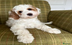Australian Labradoodle dogs for stud: Proven extensively health tested gorgeous stud - Image 17