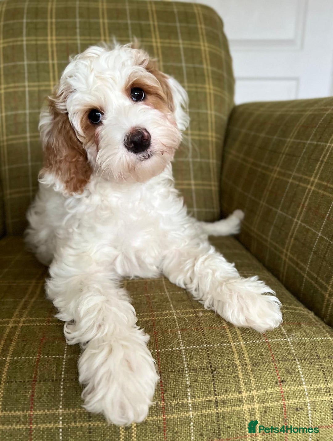 Australian Labradoodle dogs for stud: Proven extensively health tested gorgeous stud - Image 17