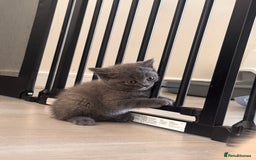 British Shorthair cats for sale: BEAUTIFUL BSH MALE KITTENS READY NOW🐾✨ - Image 10