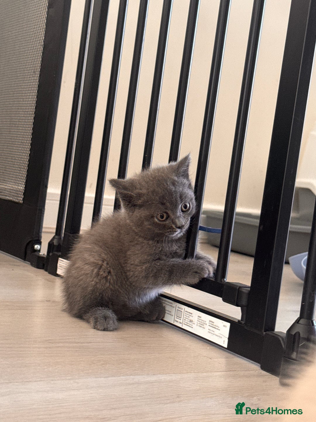 British Shorthair cats for sale: BEAUTIFUL BSH MALE KITTENS READY NOW🐾✨ - Image 10