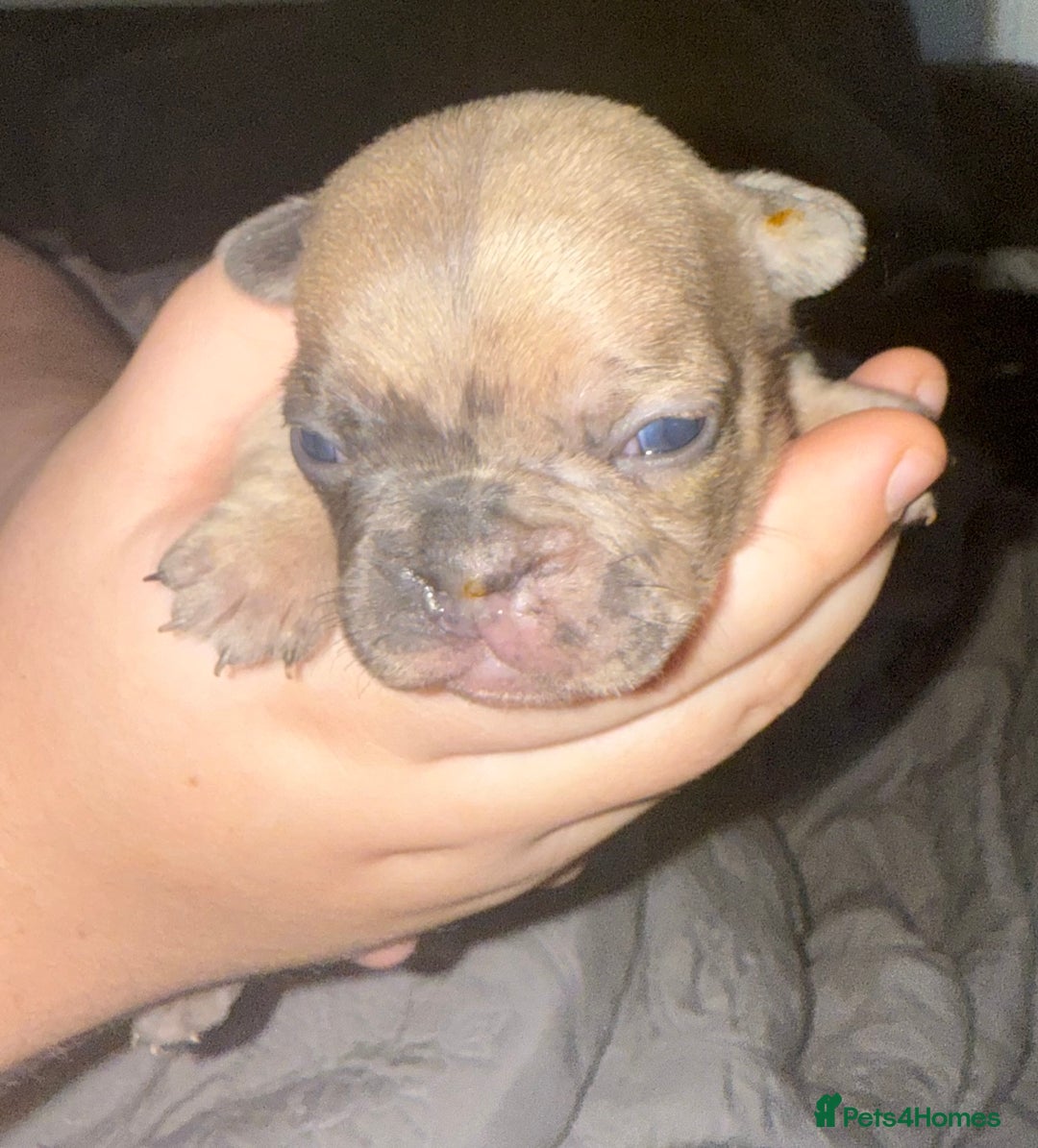 French Bulldog dogs for sale: Female French bulldog puppies - Advert 8