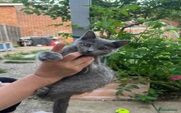 Ragdoll cats for sale: Last Ragdoll kitten SALE !!!!! - Image 1