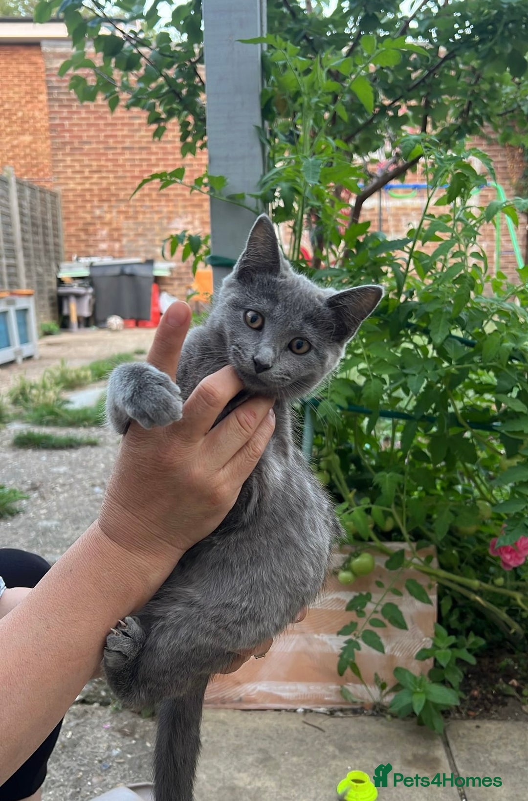 Ragdoll cats for sale: Last Ragdoll kitten SALE !!!!! - Image 1