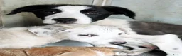 Mixed Breed dogs for adoption: Meet PANDA - a Superb Young Boy for a Loving Home in Leicester - Advert 4