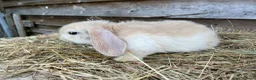 Mini Lop rabbits for sale: Gorgeous Mini lops  - Advert 17