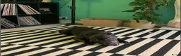 Staffordshire Bull Terrier dogs for sale: Obi is looking for a new loving home - Advert 9