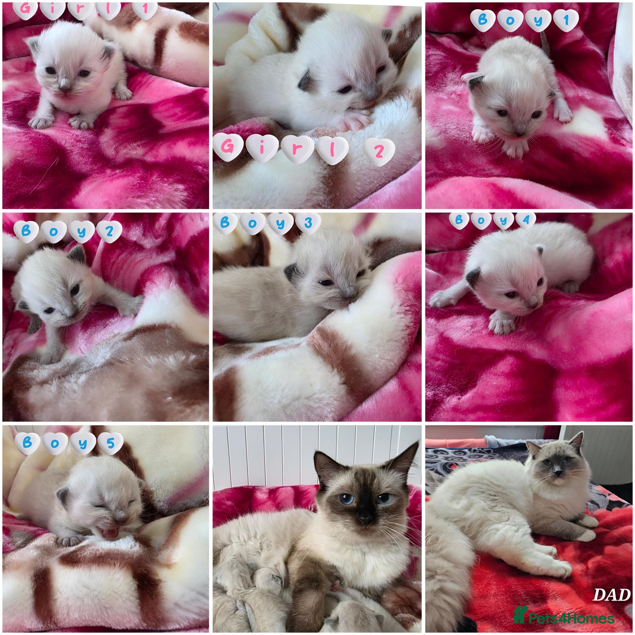 Ragdoll cats Ragdolks kittens-Reservation open😻😺🩵❤️ - Advert 10