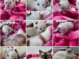 Ragdoll cats Ragdolks kittens-Reservation open😻😺🩵❤️ - Advert 10