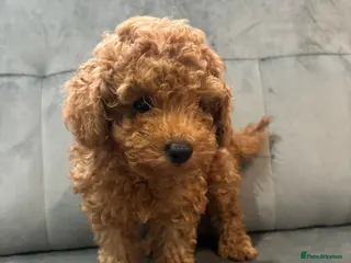 Toy Poodle dogs Advanced Trained Toy Poodle - Advert 3
