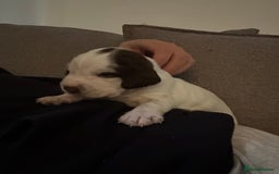 Mixed Breed dogs for sale: Sprockers cross  - Image 15